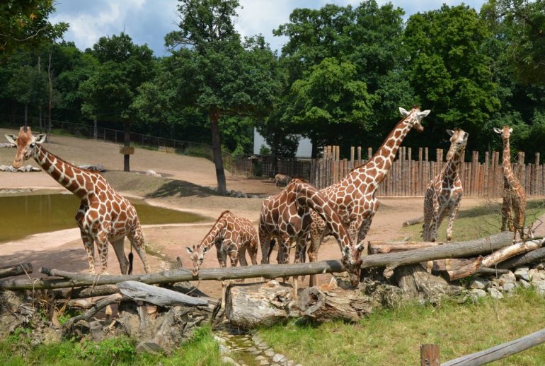 zoo